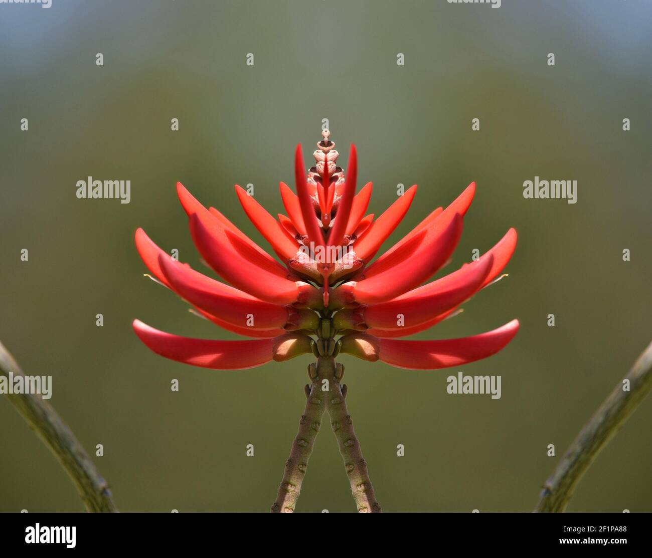 Erythrina speciosa (Coral tree) a tropical plant with vibrant coral-orange flower spikes on an abstract composition. Stock Photo