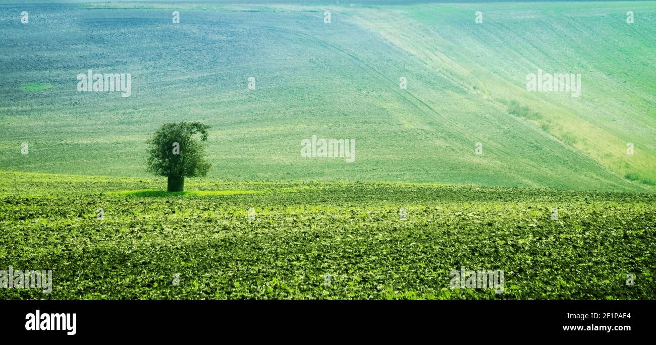 Lonely tree among fields hi-res stock photography and images - Alamy