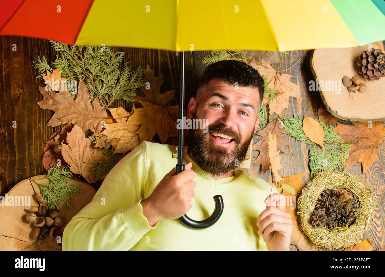 Fall atmosphere attributes. Hipster with beard mustache expect rainy weather hold umbrella enjoy season. Man bearded lay on wooden background with leaves top view. Rainy weather forecast concept. Stock Photo