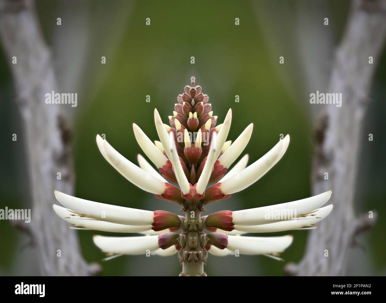 Erythrina speciosa (Coral tree) a tropical plant with white flower spikes on an abstract composition. Stock Photo