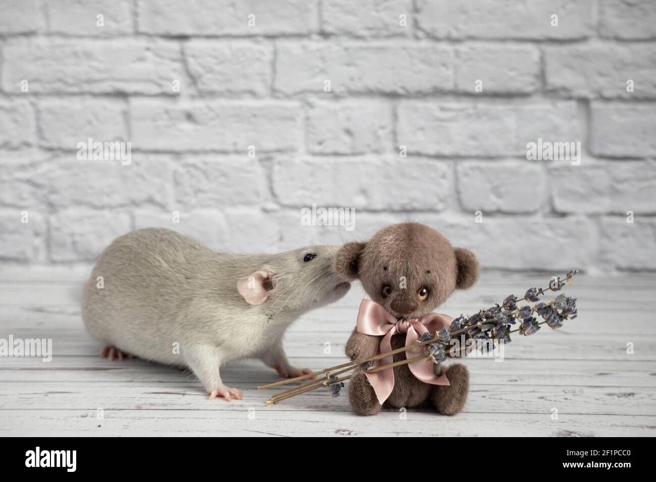 A cute and funny gray decorative rat bites a teddy bear toy by the ear. Rodent close-up portrait Stock Photo