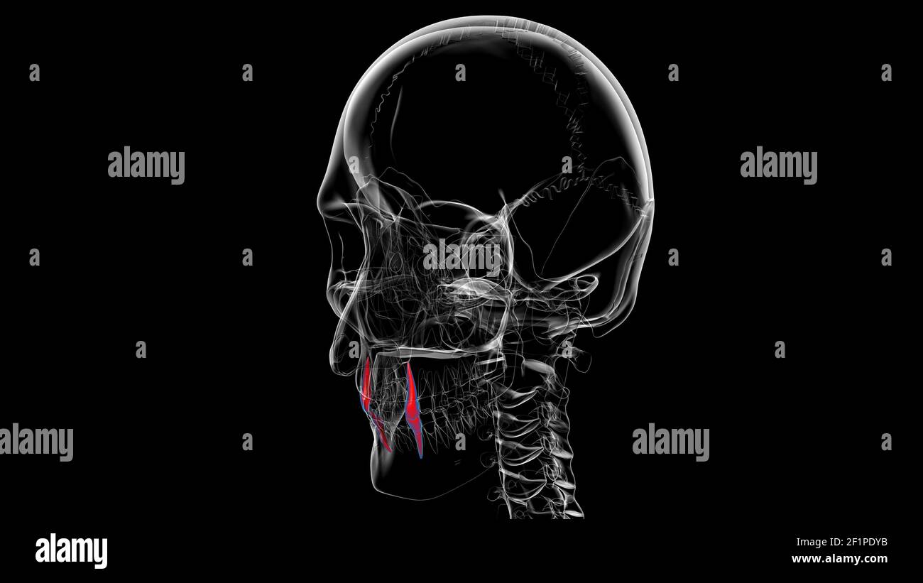 Human Teeth Canine Anatomy 3D Illustration For Medical Concept Stock ...