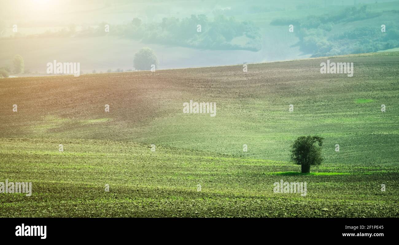 Lonely tree among fields hi-res stock photography and images - Alamy