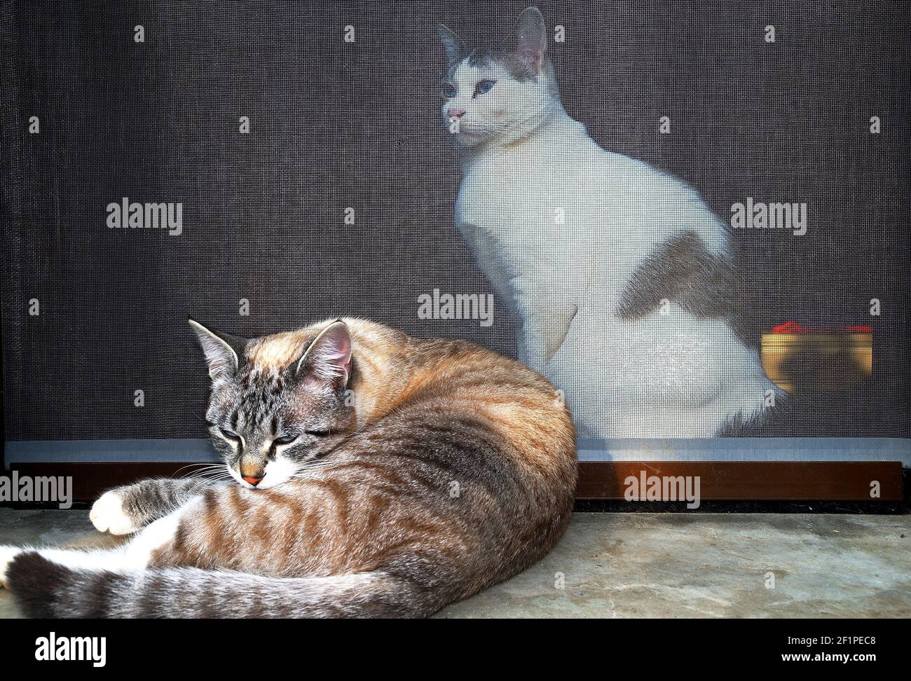 Indoor cat and outdoor cat Stock Photo - Alamy