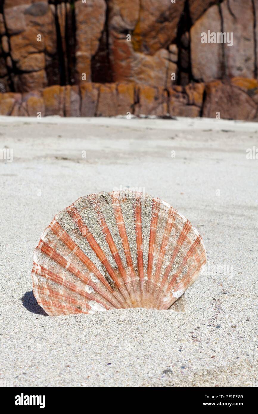 Scallop shell wedged in sand on a beach on the Isle of Mull in Scotland Stock Photo