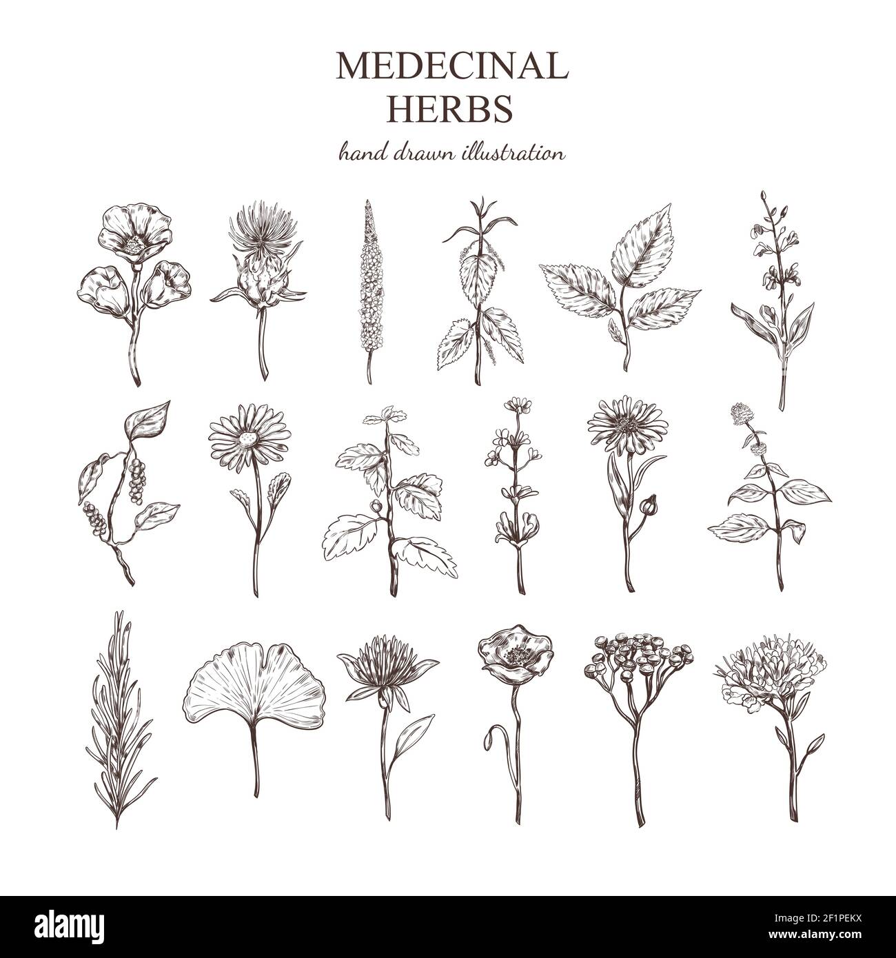 Hand drawn medical herbs collection with natural plants valuable for ...