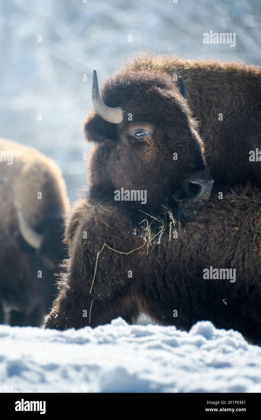 captive bisons in snow at the Bison Ranch in Les Prés d'Orvin, Swiss Jura Stock Photo