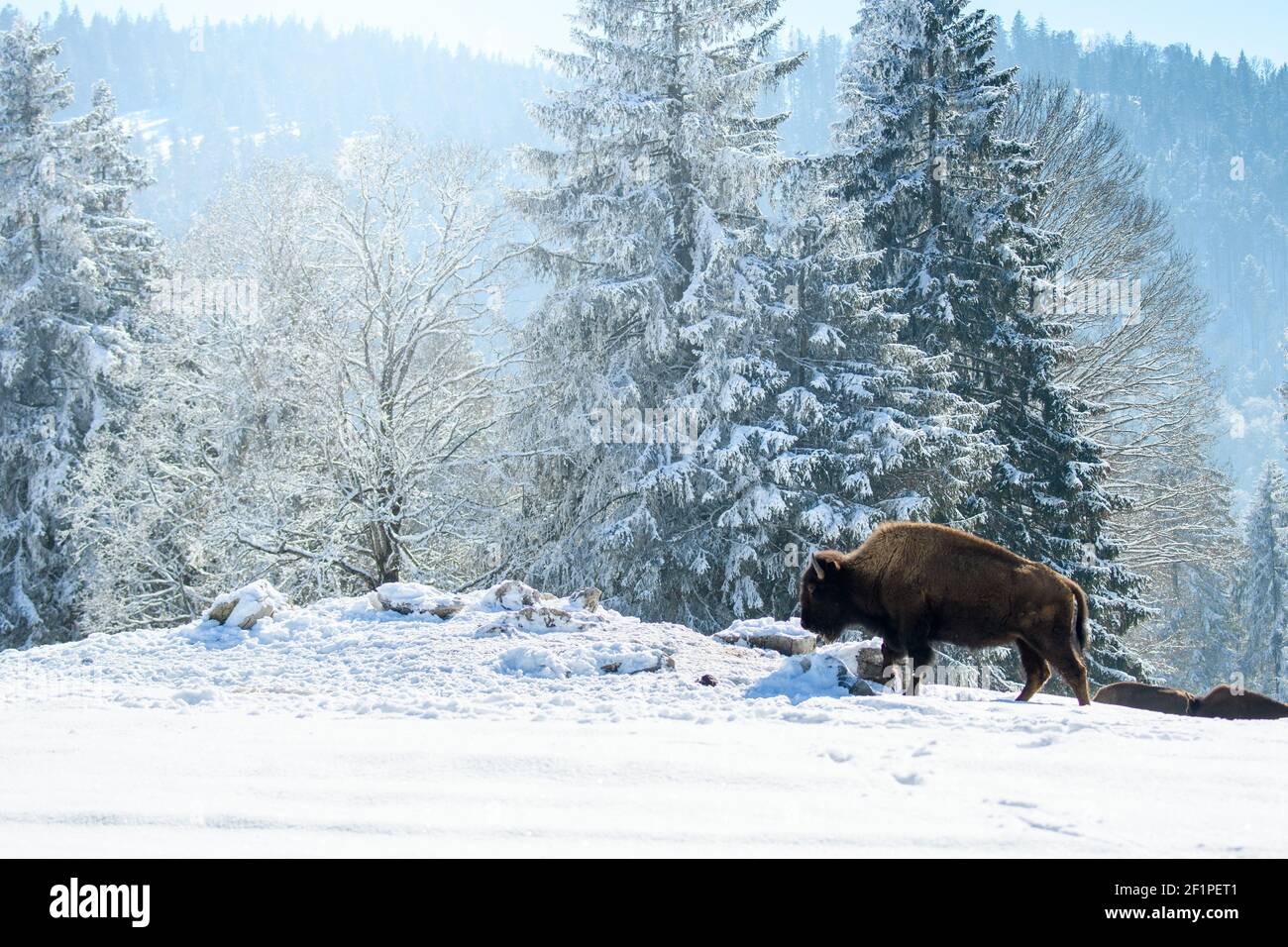 captive bison in snow at the Bison Ranch in Les Prés d'Orvin, Swiss Jura Stock Photo