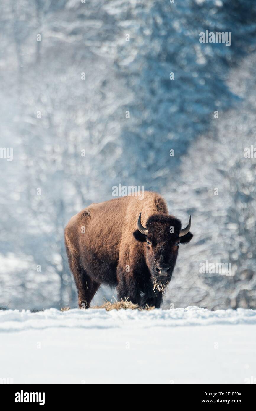 captive bison in snow at the Bison Ranch in Les Prés d'Orvin, Swiss Jura Stock Photo