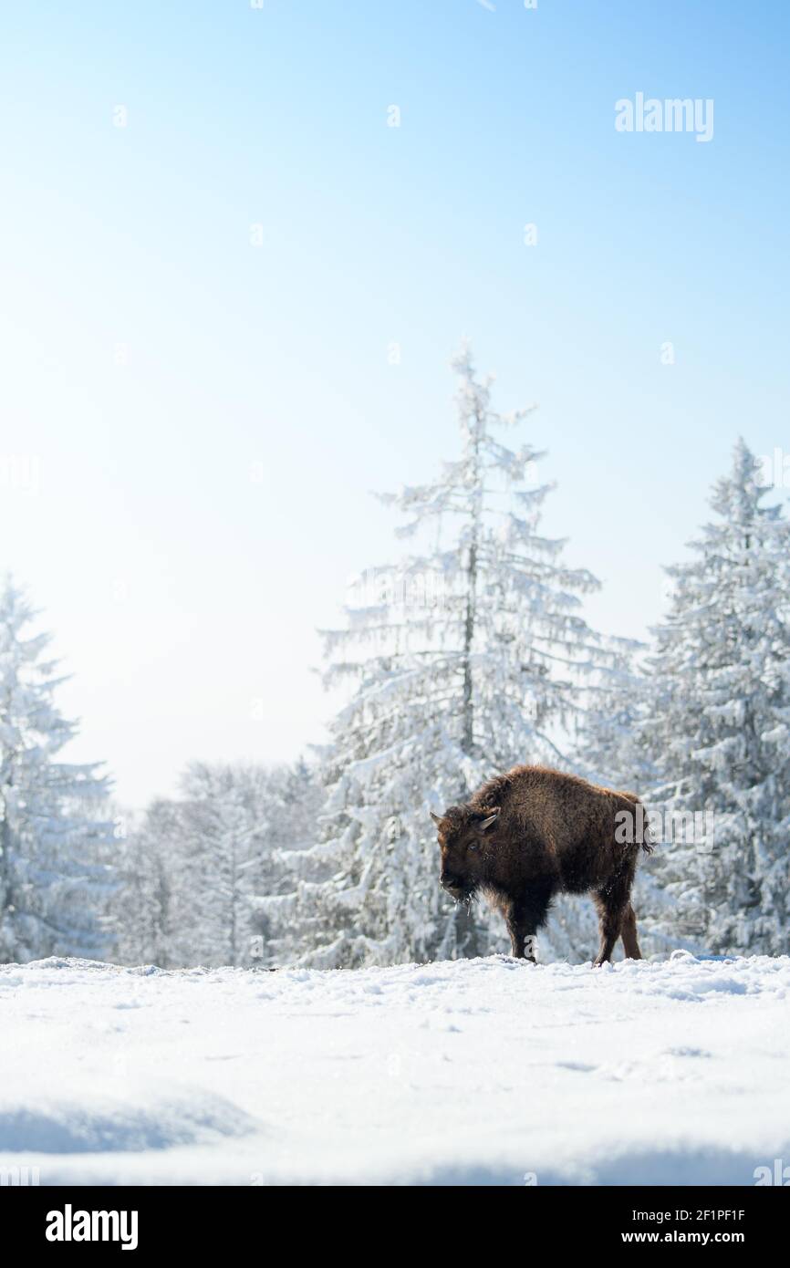 captive bison in snow at the Bison Ranch in Les Prés d'Orvin, Swiss Jura Stock Photo