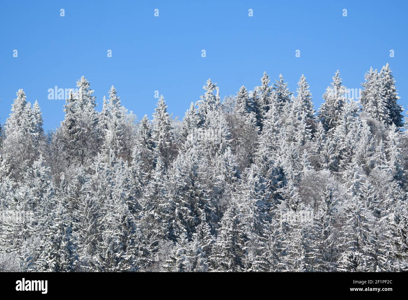 frosty winter forest at Prés-d'Orvin Stock Photo