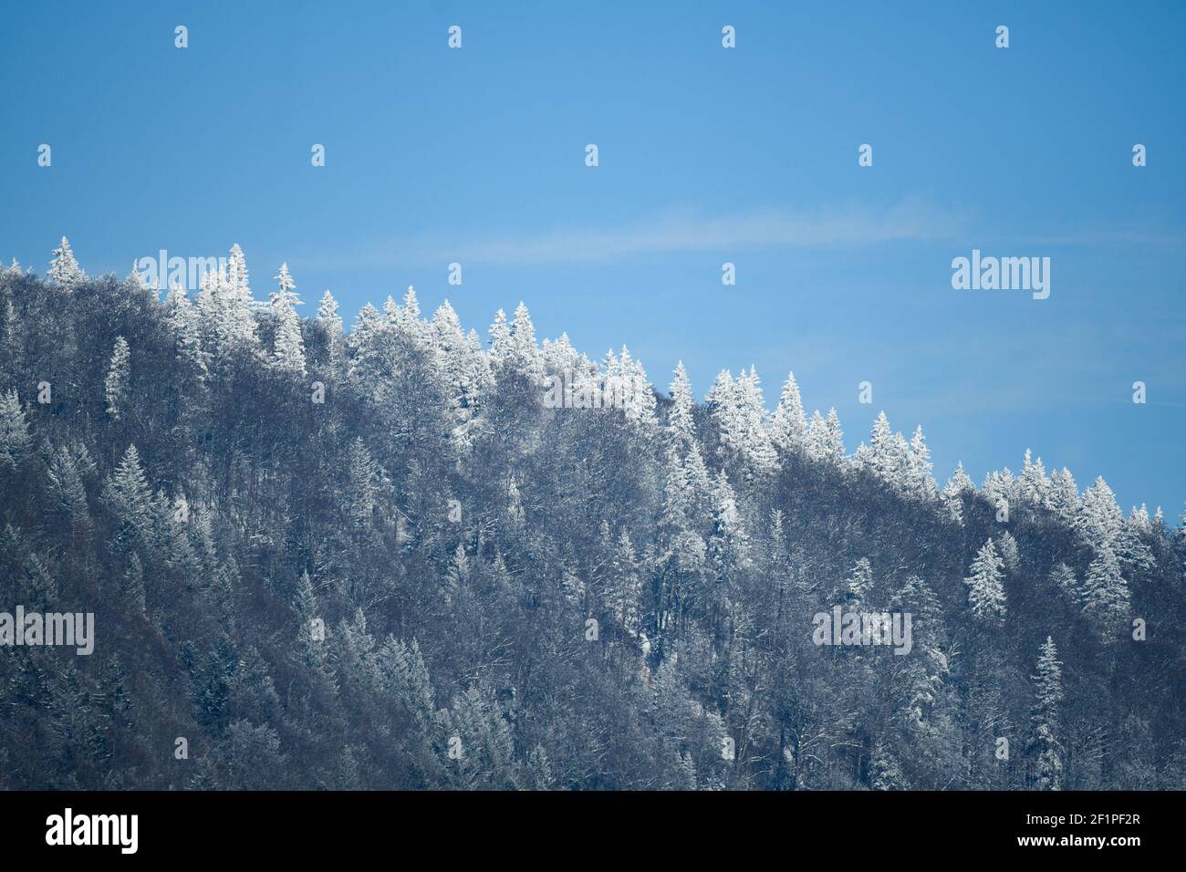 frosty winter forest at Prés-d'Orvin Stock Photo