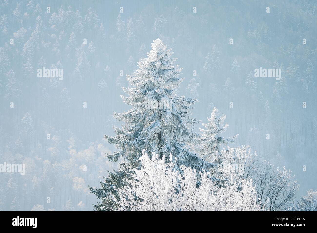 dreamy winter landscape in Les Prés d'Orvin, Swiss Jura Stock Photo