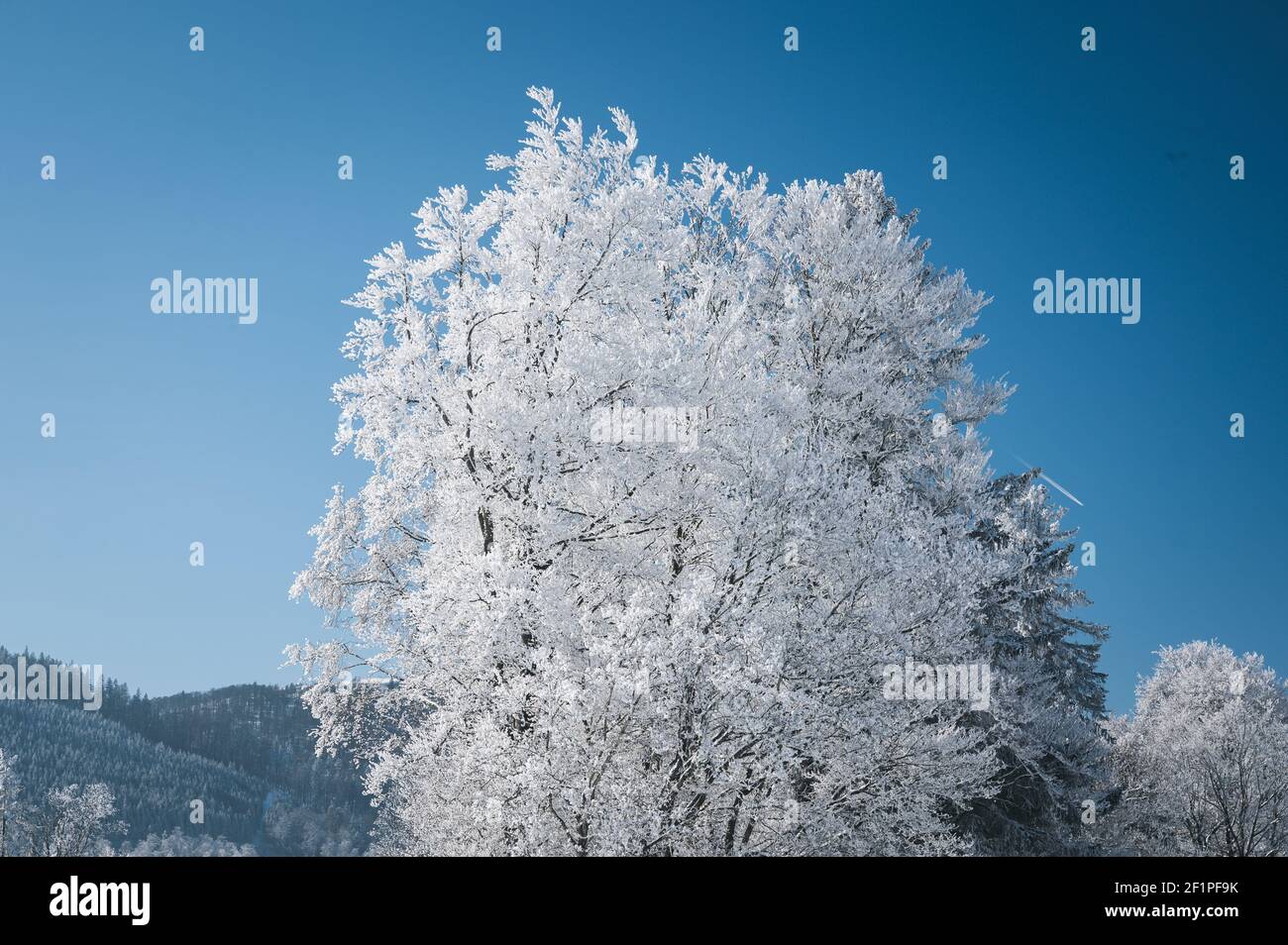 dreamy winter landscape in Les Prés d'Orvin, Swiss Jura Stock Photo