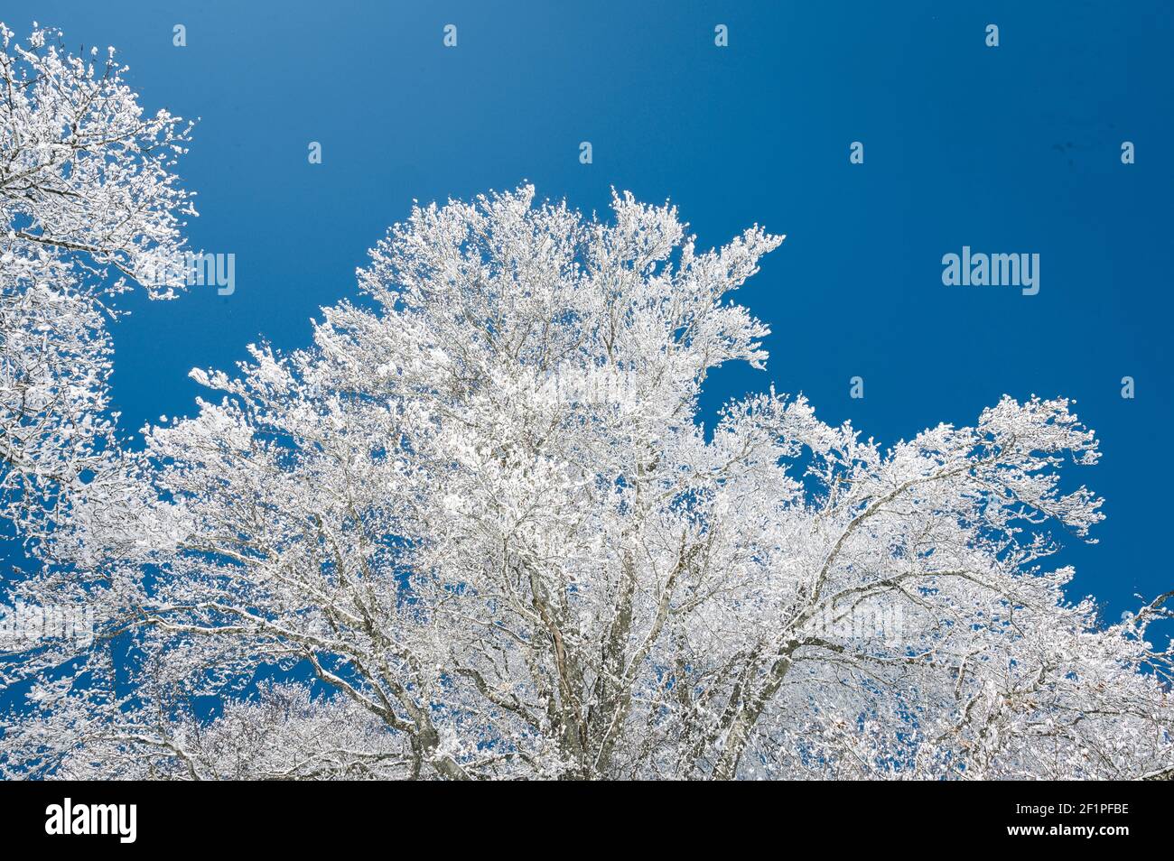dreamy winter landscape in Les Prés d'Orvin, Swiss Jura Stock Photo