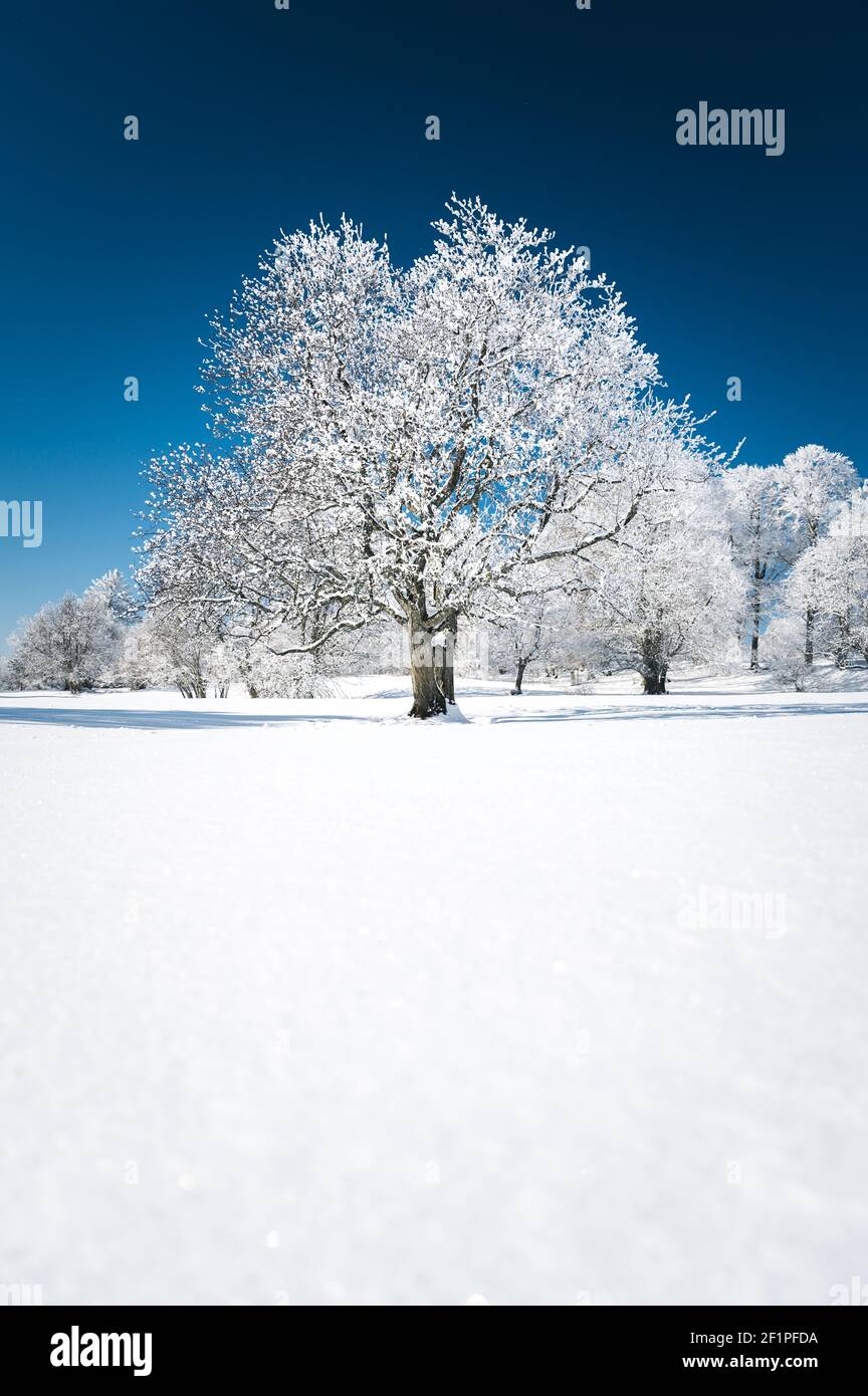 frozen tree in dreamy winter landscape in Les Prés d'Orvin, Swiss Jura Stock Photo