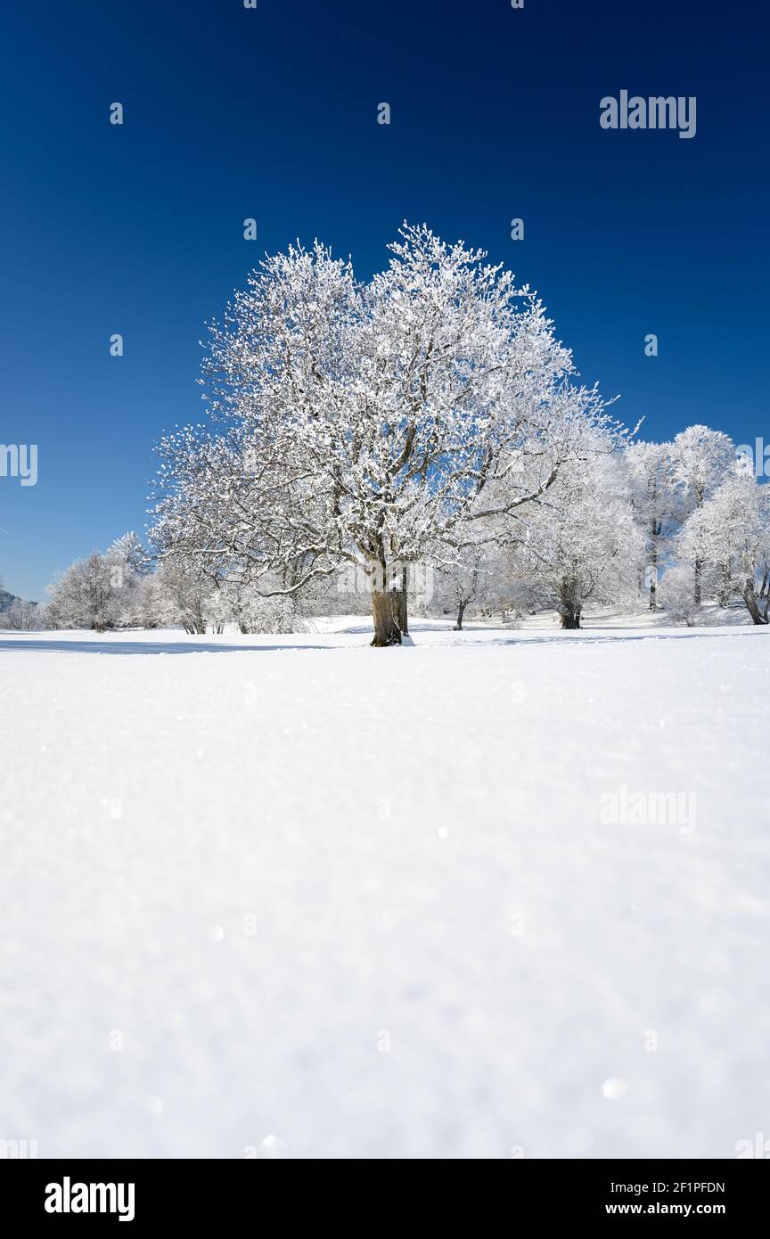 dreamy winter landscape in Les Prés d'Orvin, Swiss Jura Stock Photo