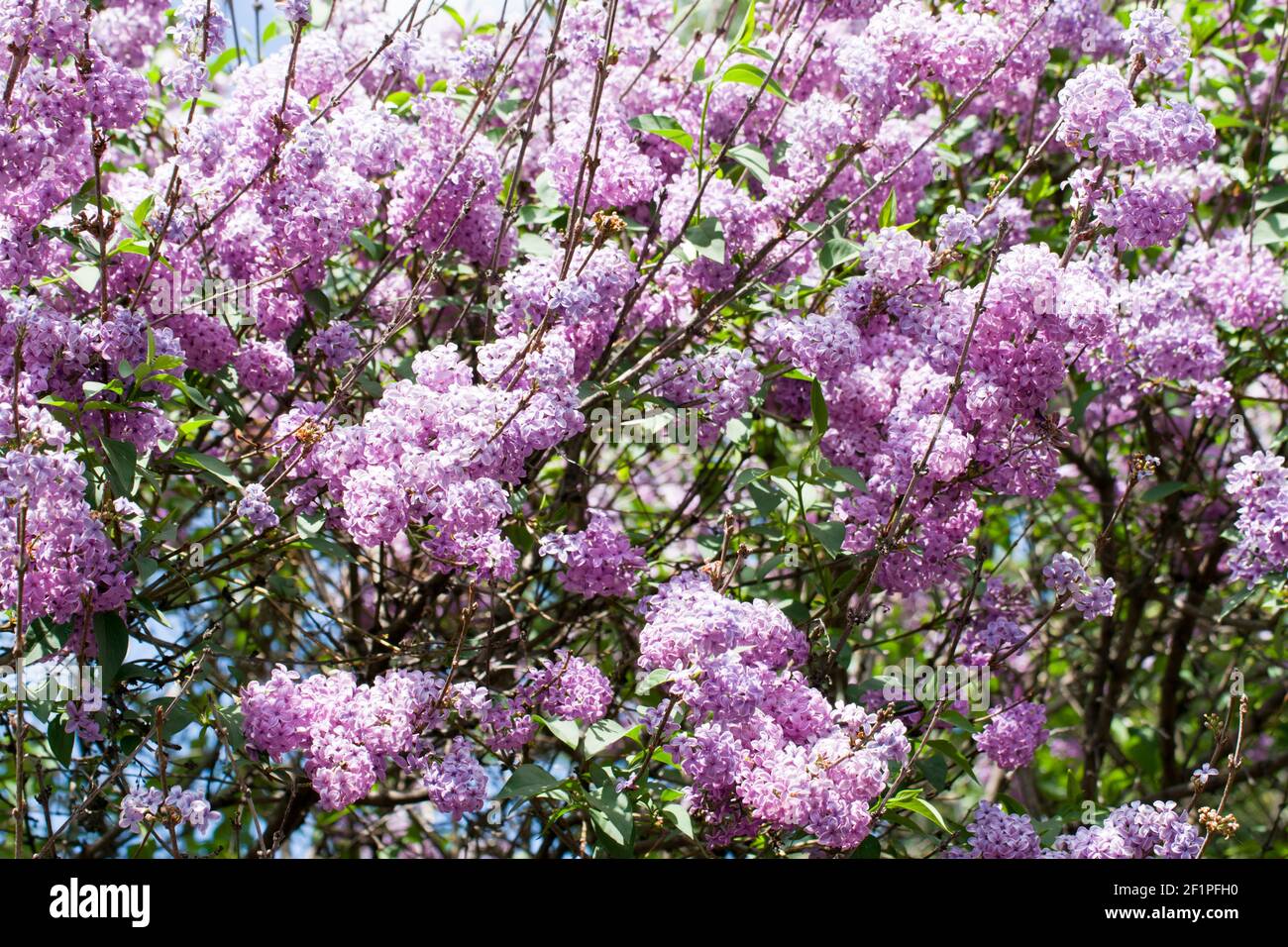 Light purple lilac tree. The lilac is a very popular ornamental plant in gardens and parks, because of its attractive, sweet-smelling flowers. Stock Photo