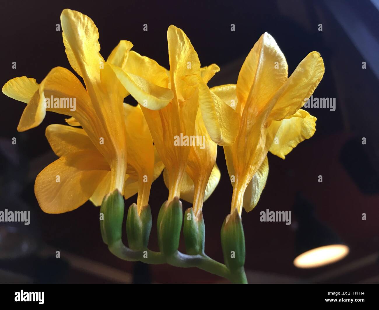 Yellow flowers with dark background, close up Stock Photo