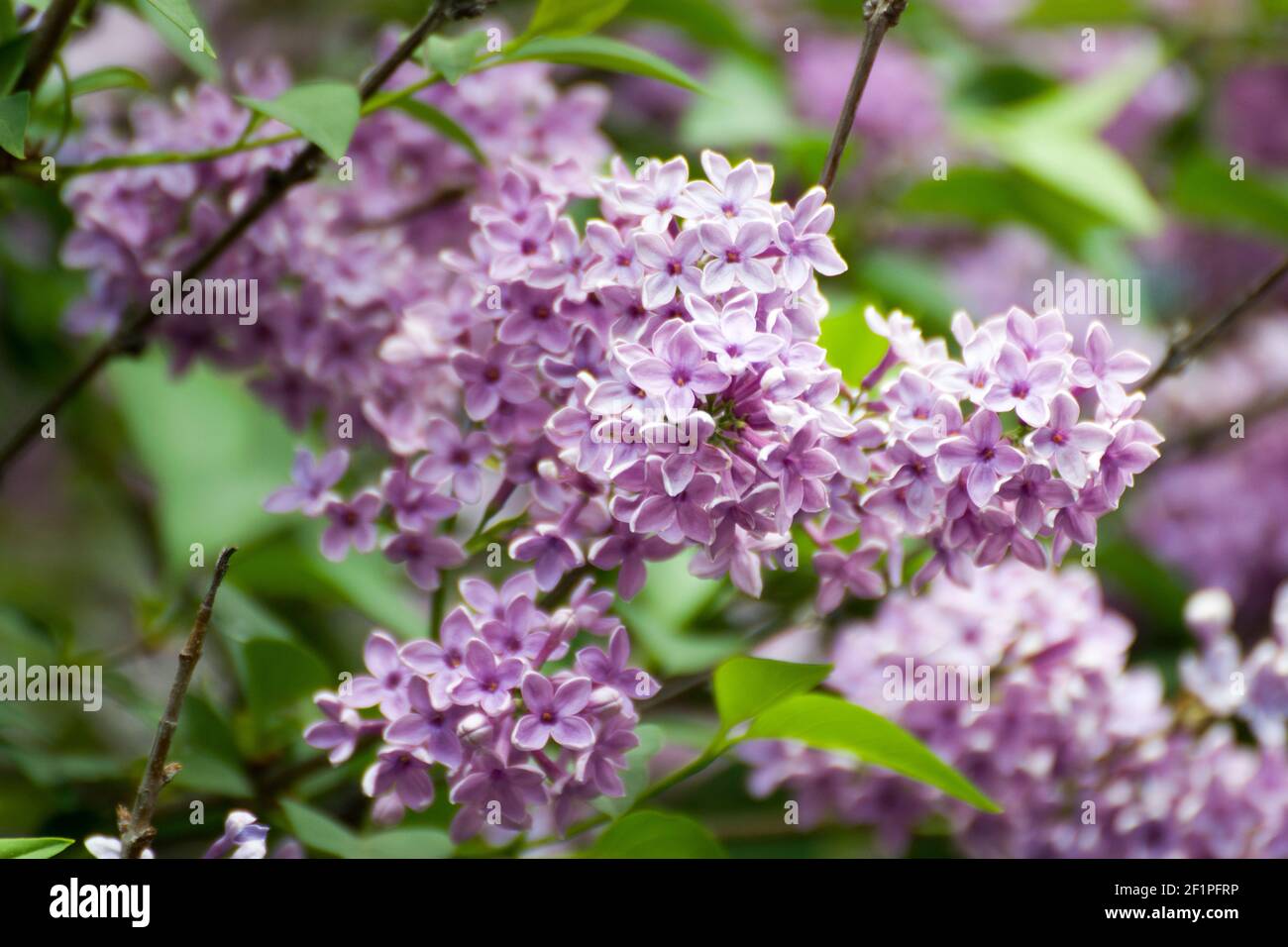 Light purple lilac blossoms. The lilac is a very popular ornamental plant because of its attractive, sweet-smelling flowers. Stock Photo
