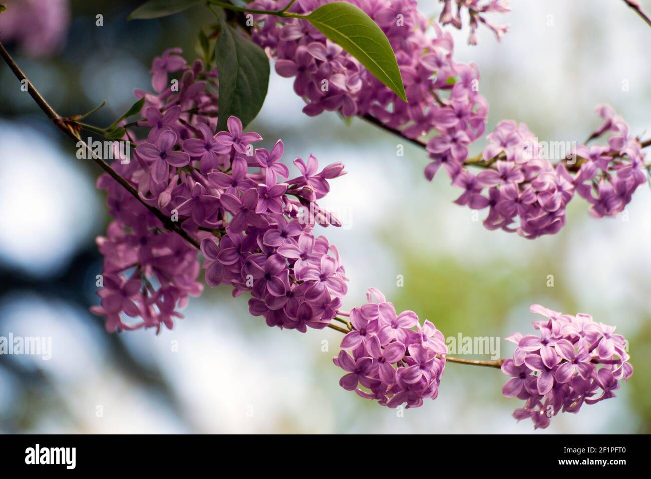 Light purple lilac. The lilac is a very popular ornamental plant in gardens and parks, because of its attractive, sweet-smelling flowers. Stock Photo