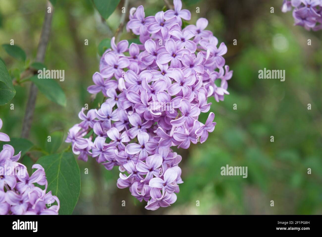 The lilac or common lilac is a species of flowering plant in the olive family. The lilac is a very popular ornamental plant in gardens and parks. Stock Photo