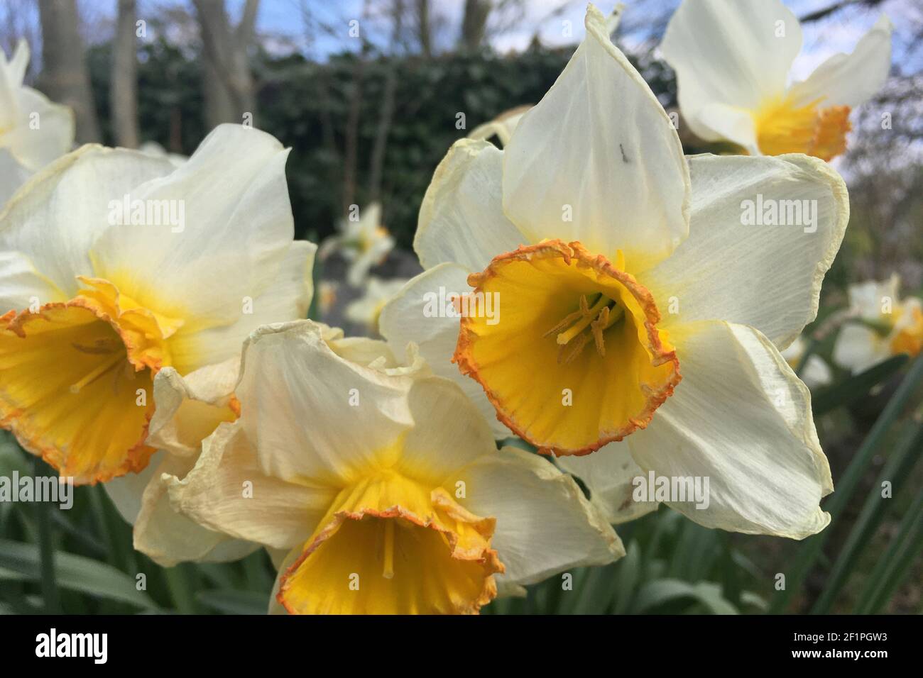 White and yellow Daffodils close up, London Stock Photo