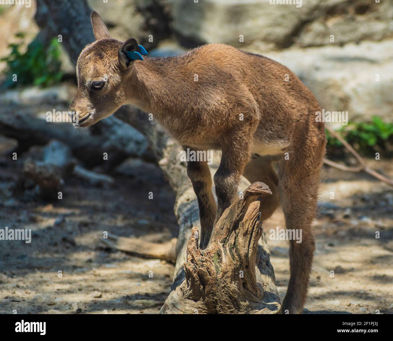 Cute picture of a baby goat climbing over a fallen tree Stock Photo Alamy