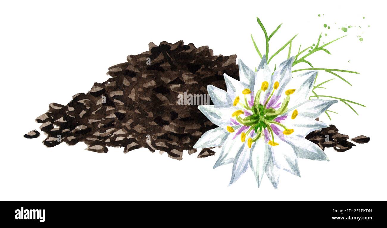 Nigella sativa or fennel flower, nutmeg flower, Roman coriander,  black cumin, black sesame, blackseed, black caraway, Bunium persicum. Watercolor han Stock Photo