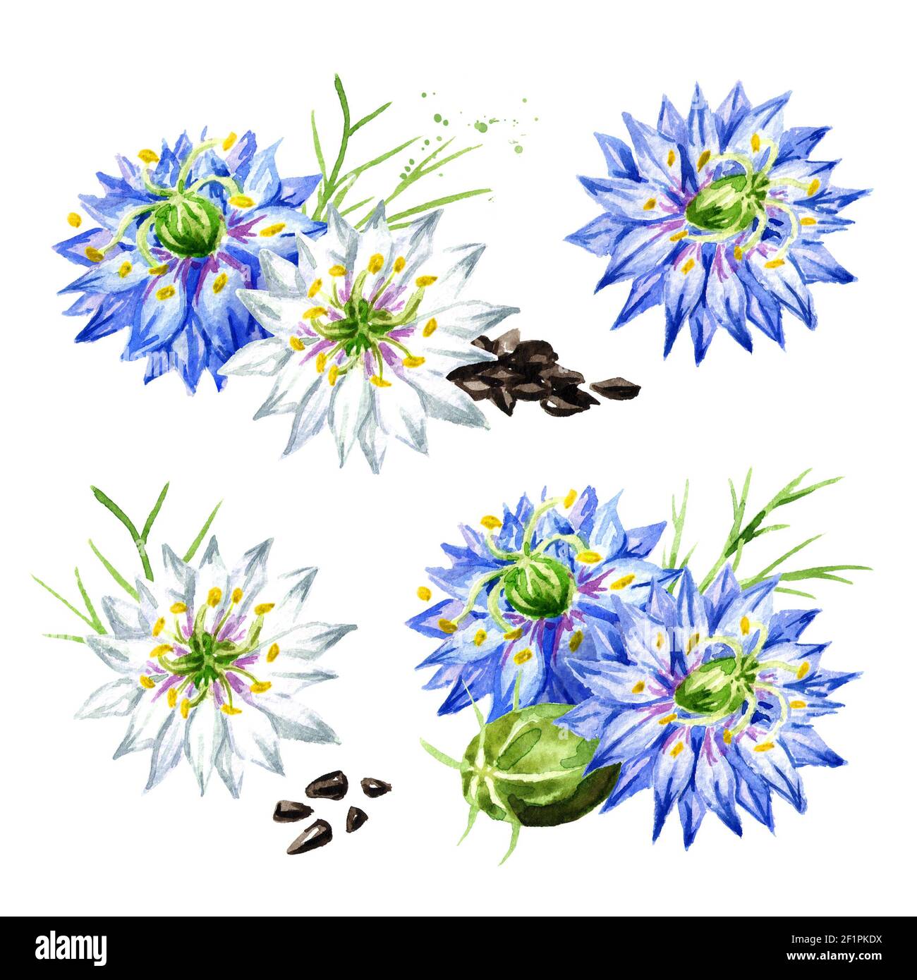 Nigella sativa or fennel flower, nutmeg flower, Roman coriander, black cumin, black sesame, blackseed, black caraway set,  Bunium persicum. Watercolor Stock Photo