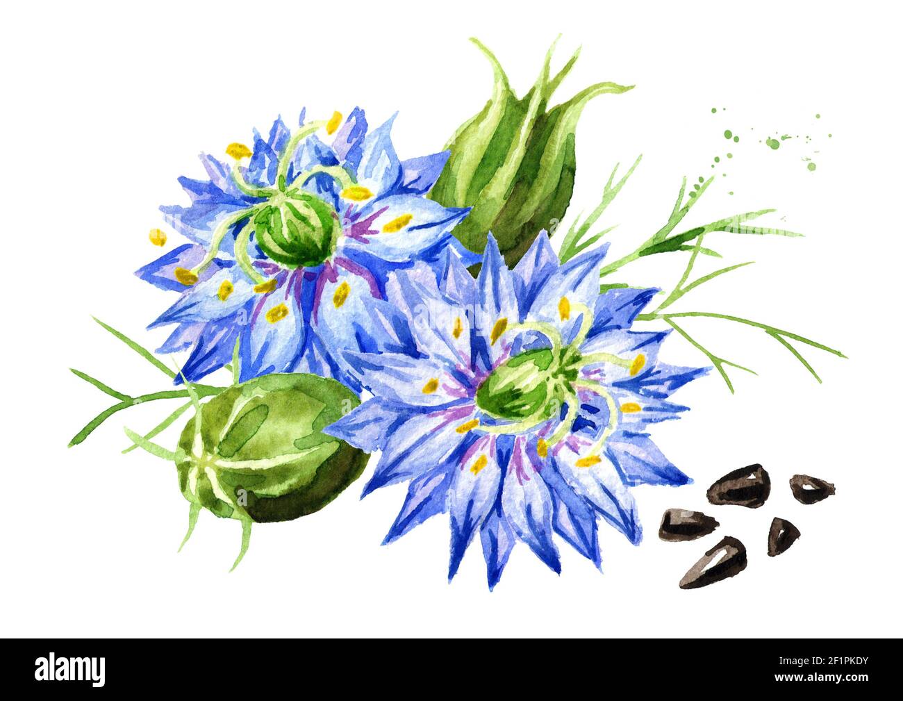 Nigella sativa or fennel flower, nutmeg flower, Roman coriander, black cumin, black sesame, blackseed, black caraway,  Bunium persicum. Watercolor han Stock Photo