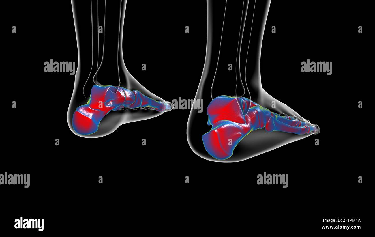 Human Foot Anatomy High Resolution Stock Photography And Images Alamy