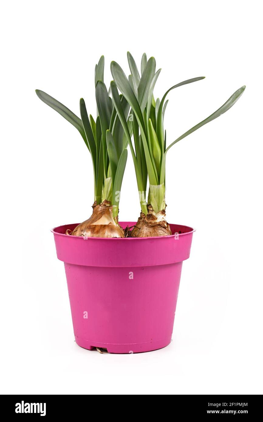 Seasonal 'Narcissus Westward' spring flower plant not yet in bloom with bulbs in pink pot isolated on white background Stock Photo