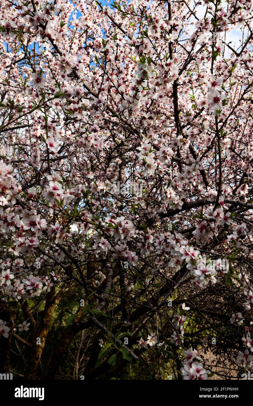 Dense clusters of bitter almond Prunus dulcis flowers in late winter. Malta, Mediterranean Stock Photo