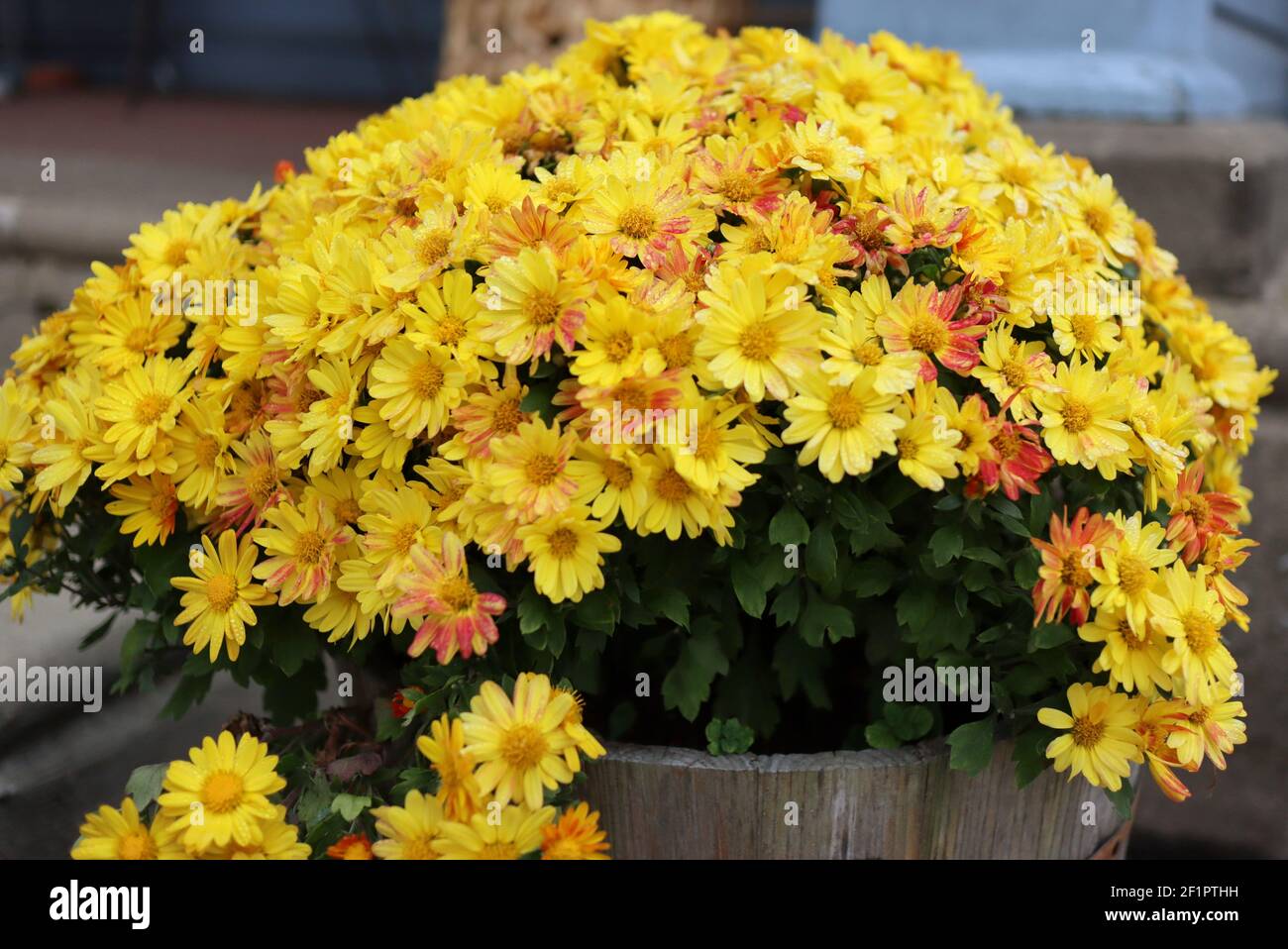 Yellow is thre dominant and prominent bright color in these imags. Stock Photo