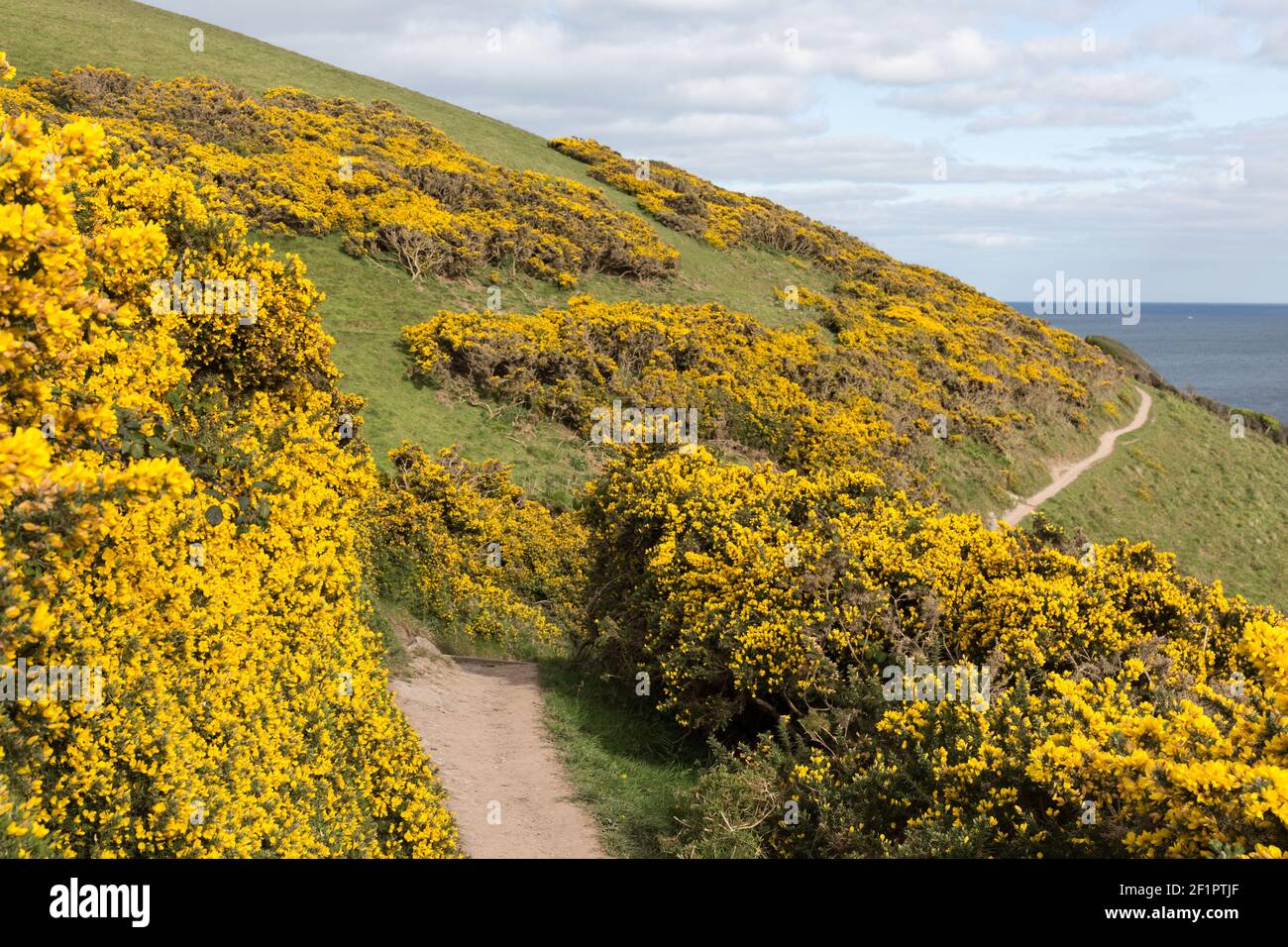 Southwest Coastal Path in between vibrant yellow Gorse flowers, Cornwall, UK Stock Photo