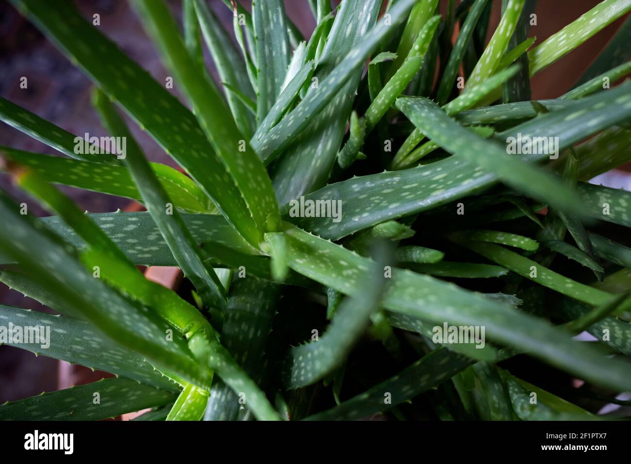Aloevera plant, natural organic renewal cosmetics, alternative medicine. Aloe Vera leaf close-up. Skin care concept, moisturizing. Stock Photo