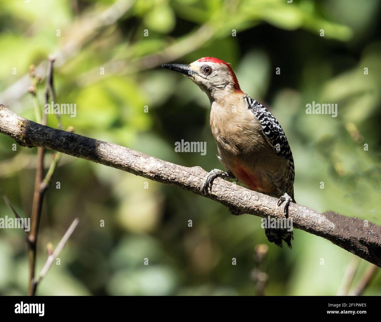 Closeup of Red-crowned Woodpecker perching on a leasfy branch in Chiriqui Province,Panama.Scientific name is Melanerpes rubricapillus. Stock Photo