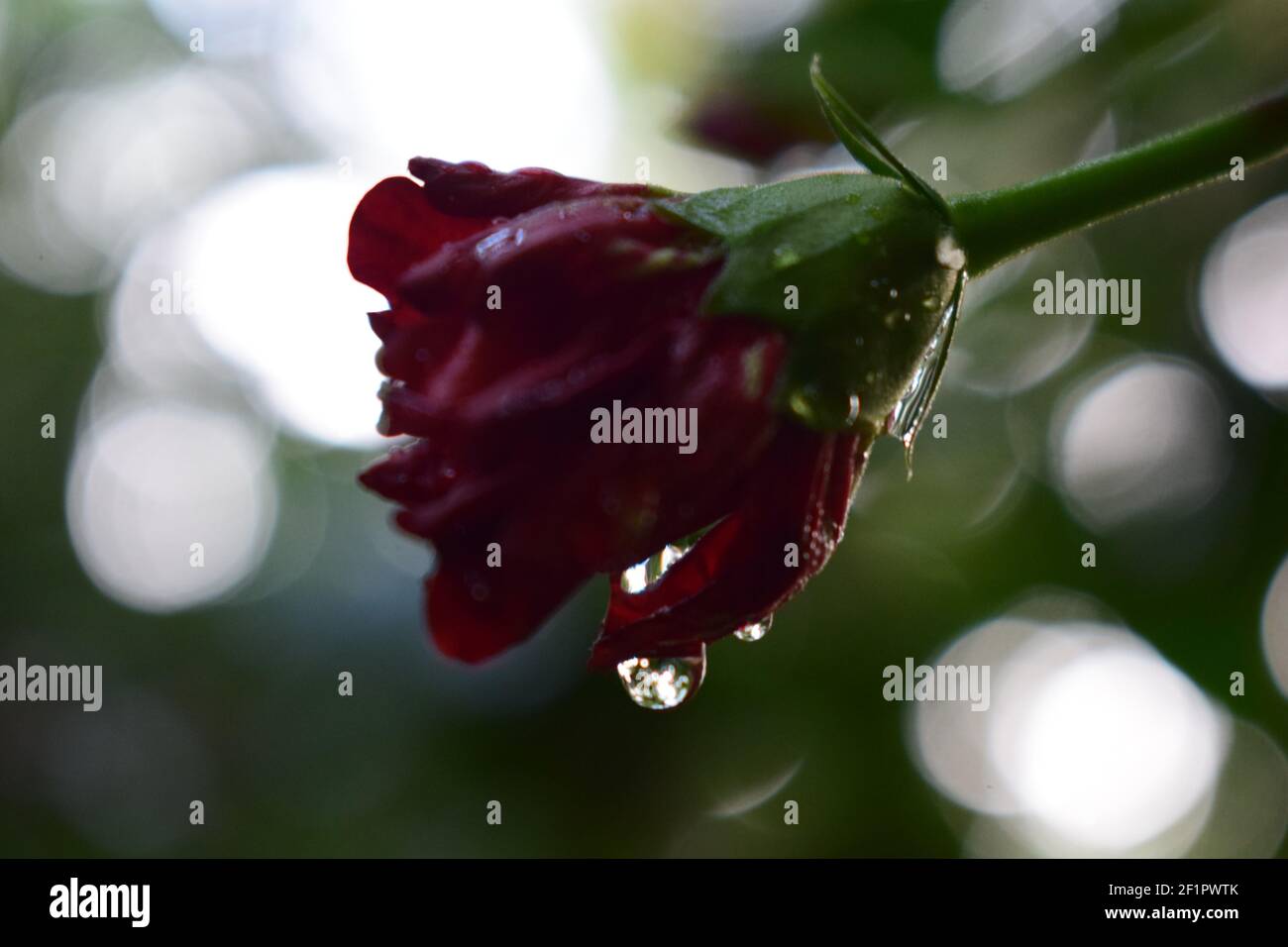 Good morning flower hi-res stock photography and images - Alamy
