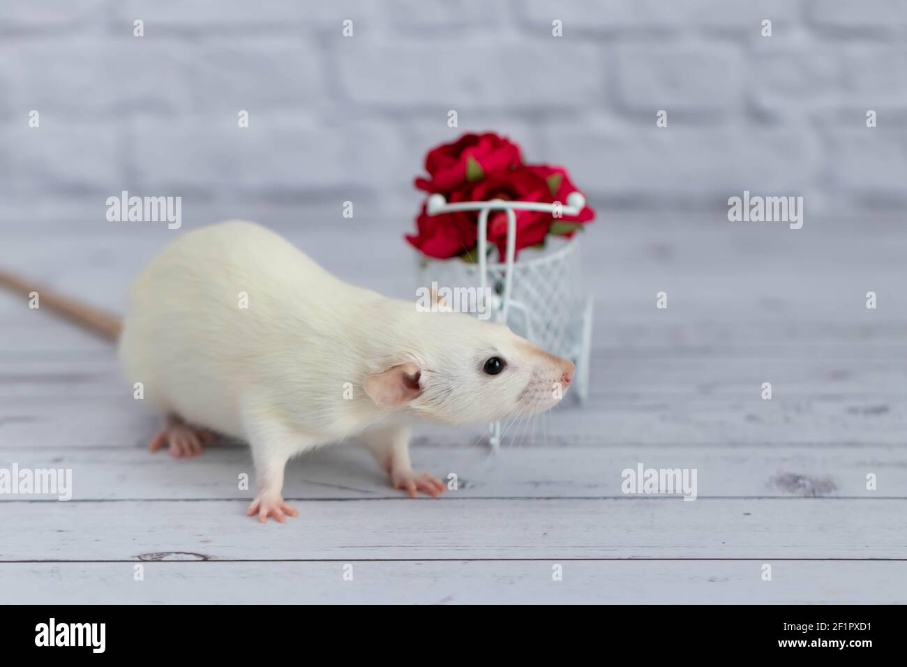 A cute white little rat sits next to a bouquet of red flowers. Flowers are arranged in a white bike toy basket Stock Photo