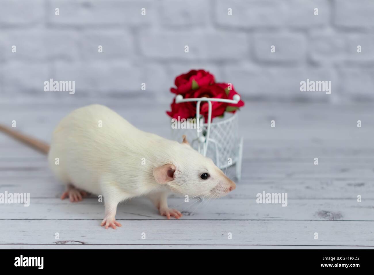 A cute white little rat sits next to a bouquet of red flowers. Flowers are arranged in a white bike toy basket Stock Photo