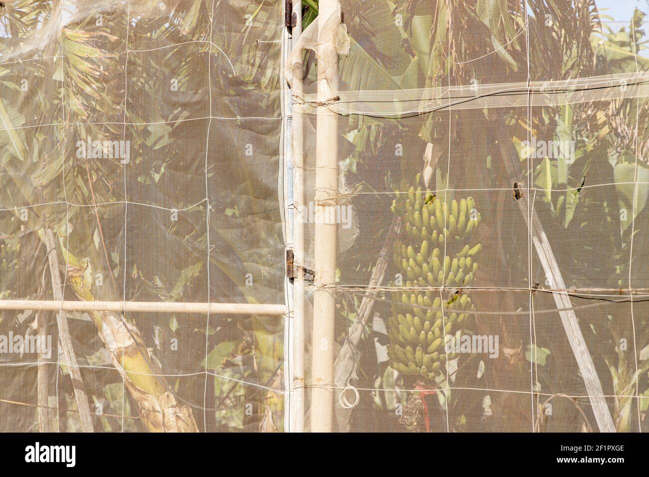 Banana plants seen through the plastic netting that surrounds the plantations on the fincas in Guia de Isora, Tenerife, Canary Islands, Spain Stock Photo