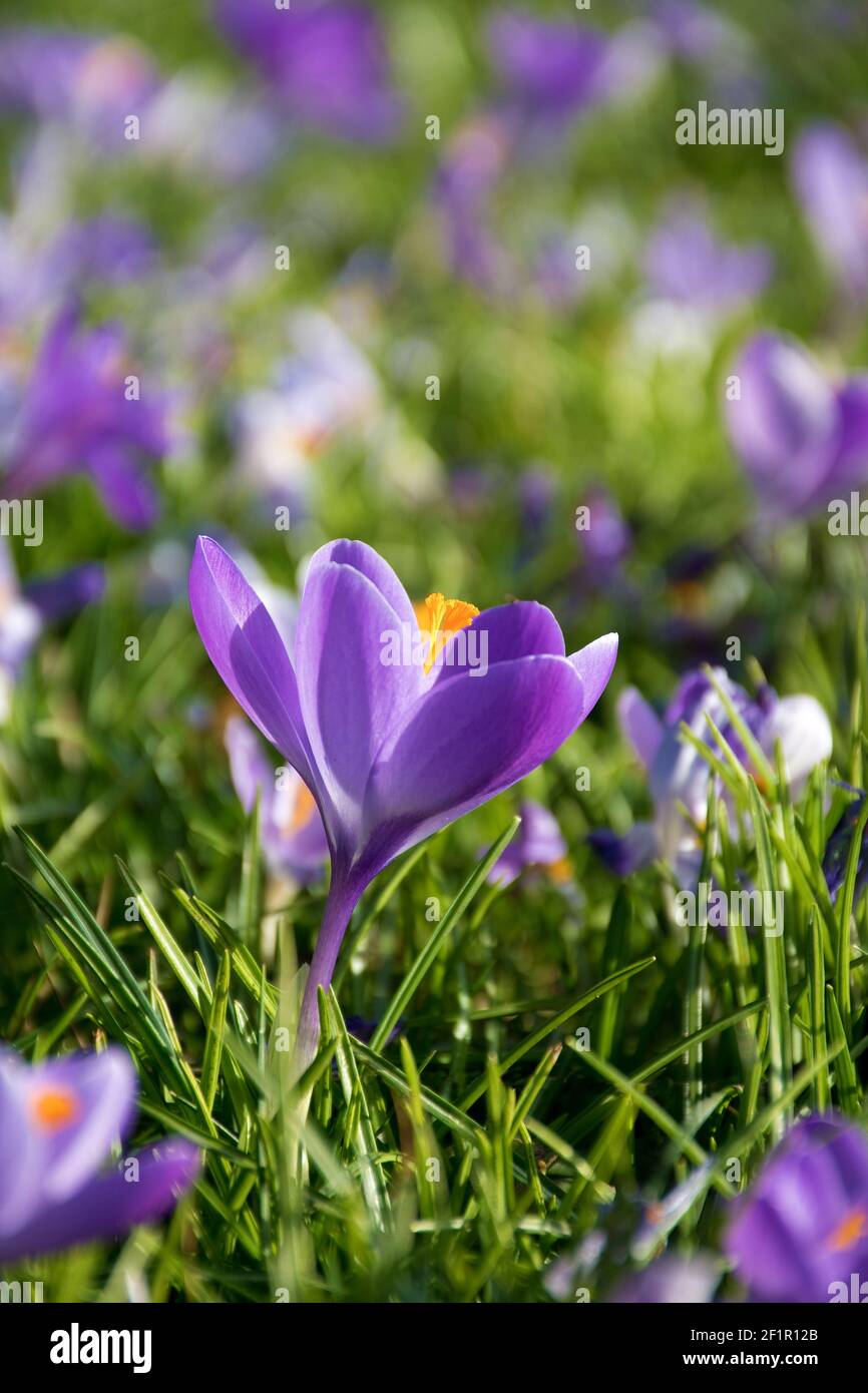 Beautiful purple crocuses close hi-res stock photography and images - Alamy