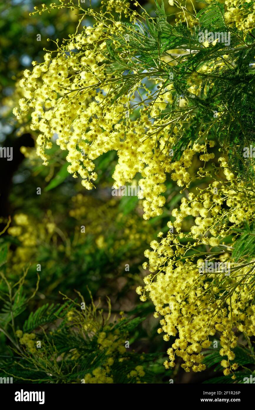 Close up of yellow mimosa flower Stock Photo