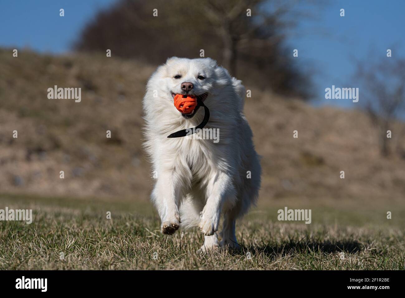 Enjoyment of life Stock Photo