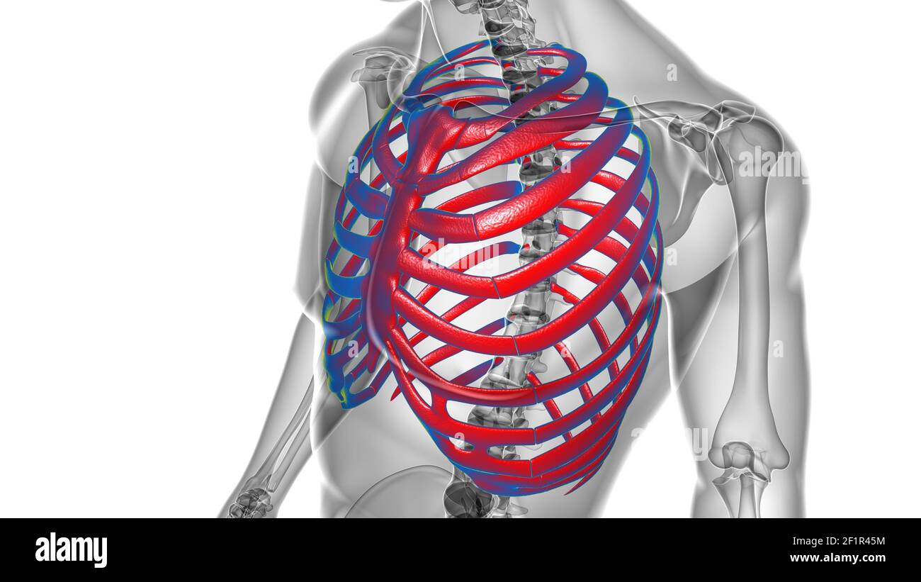 Rib Cage And Human High Resolution Stock Photography And Images Alamy
