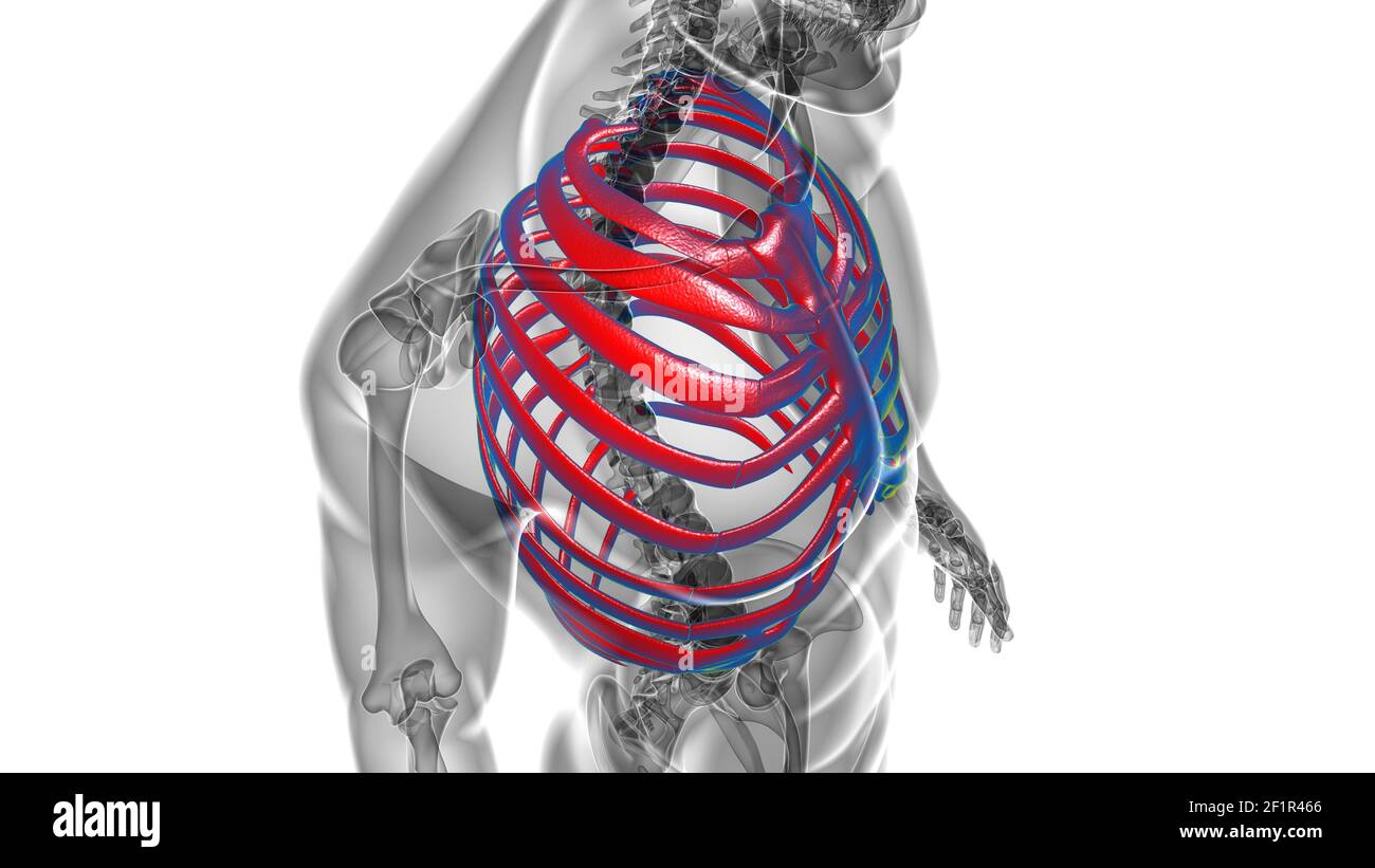 Human skeleton anatomy Rib Cage 3D Rendering For Medical Concept Stock ...