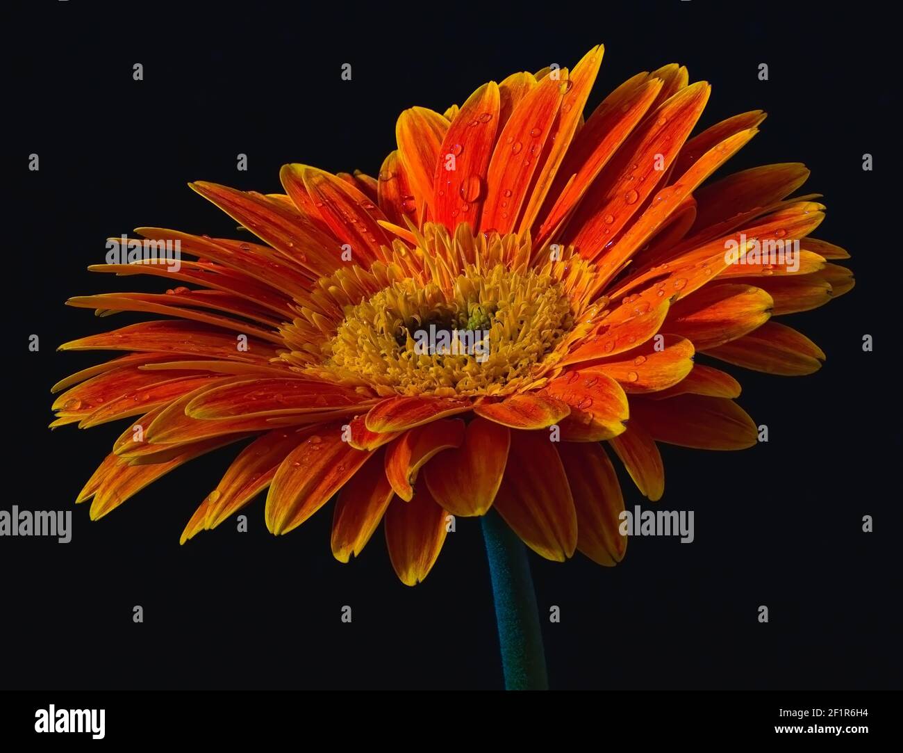 Close up of beautiful red, orange chrysanthemum gerbera transvaal daisy (asteraceae) isolated on black background with water droplets. Bloom, blossom, Stock Photo