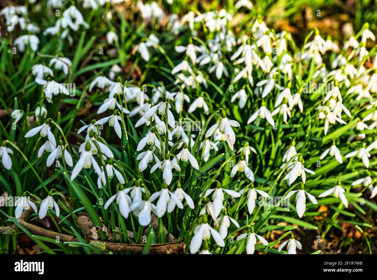 Early Spring snowdrops growing in woodland in sunshine, East Lothian, Scotland, UK Stock Photo