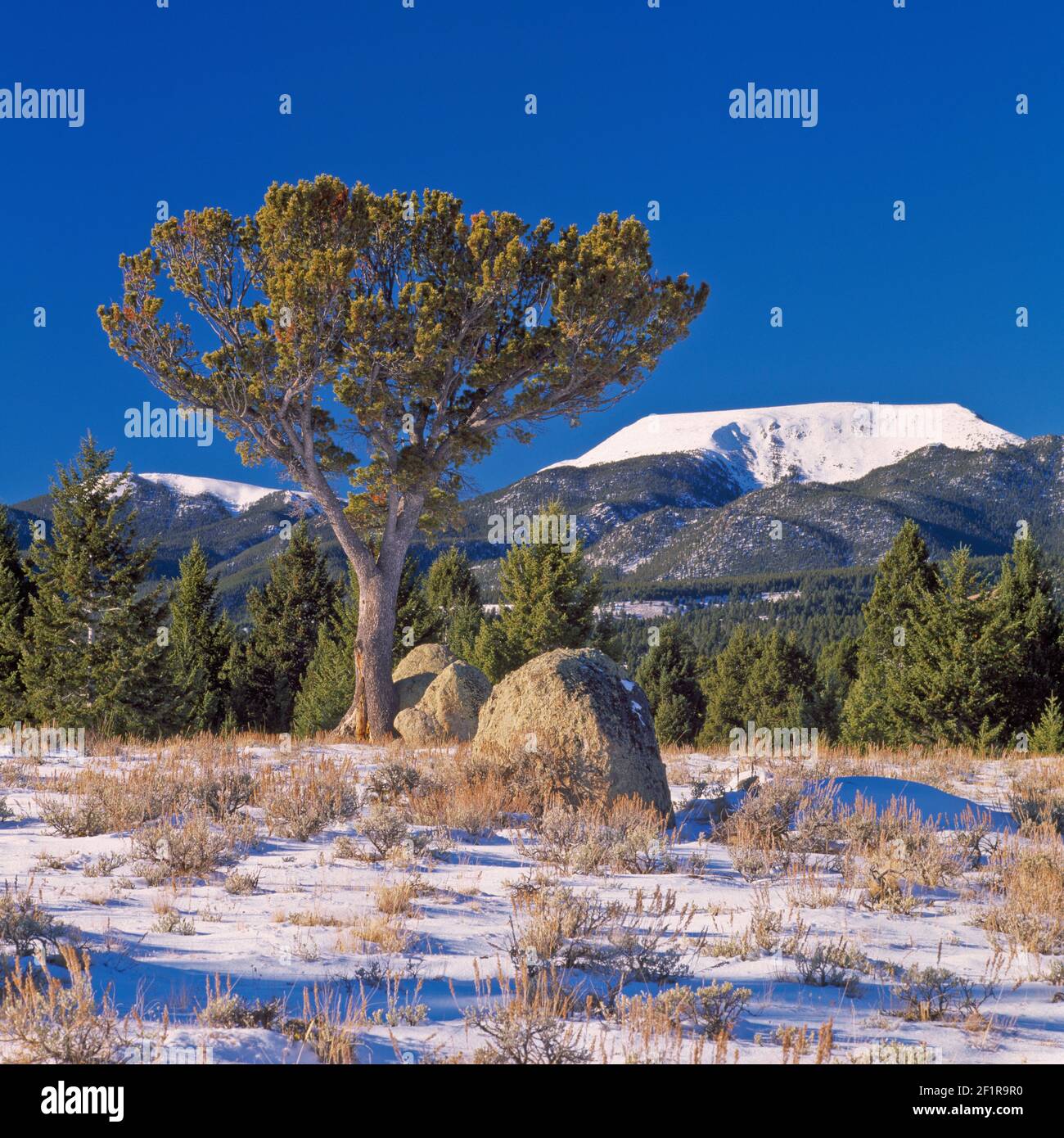 Winter Landscape Below Table Mountain In The Highland Mountains Near 